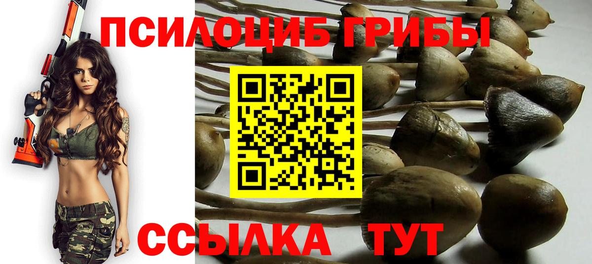 Галлюциногенные грибы Psilocybe Аксай